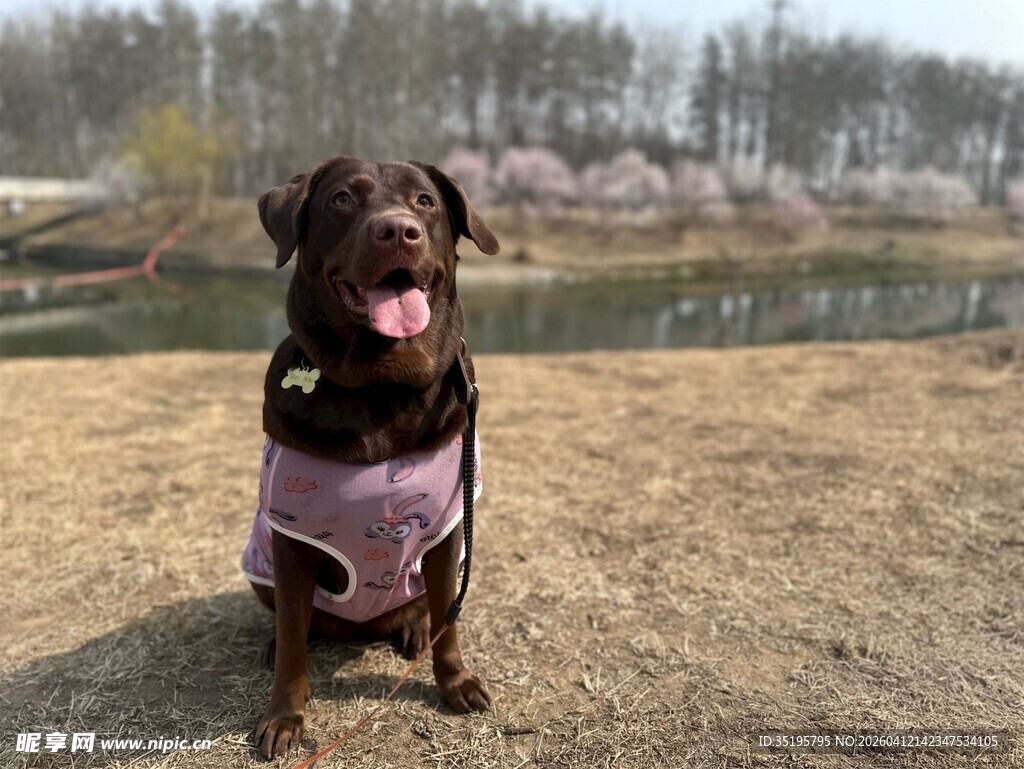 河边穿背心的可爱拉布拉多