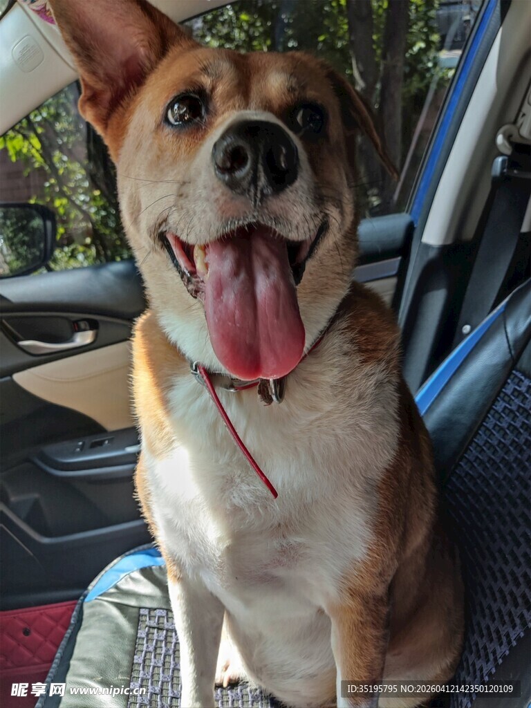 车内开心吐舌的可爱狗狗