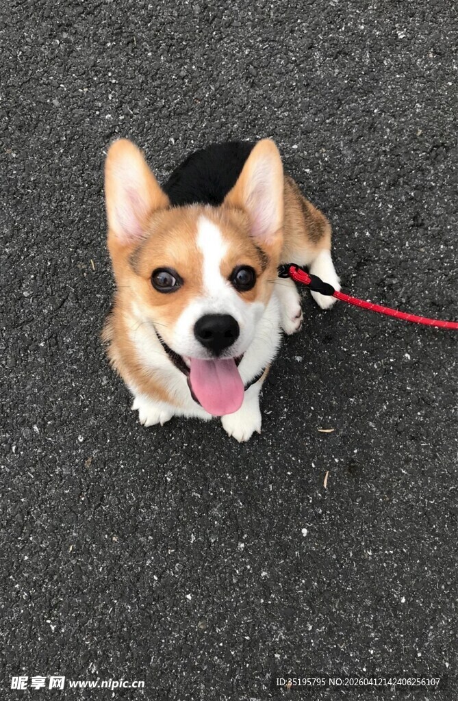 可爱柯基犬户外吐舌卖萌