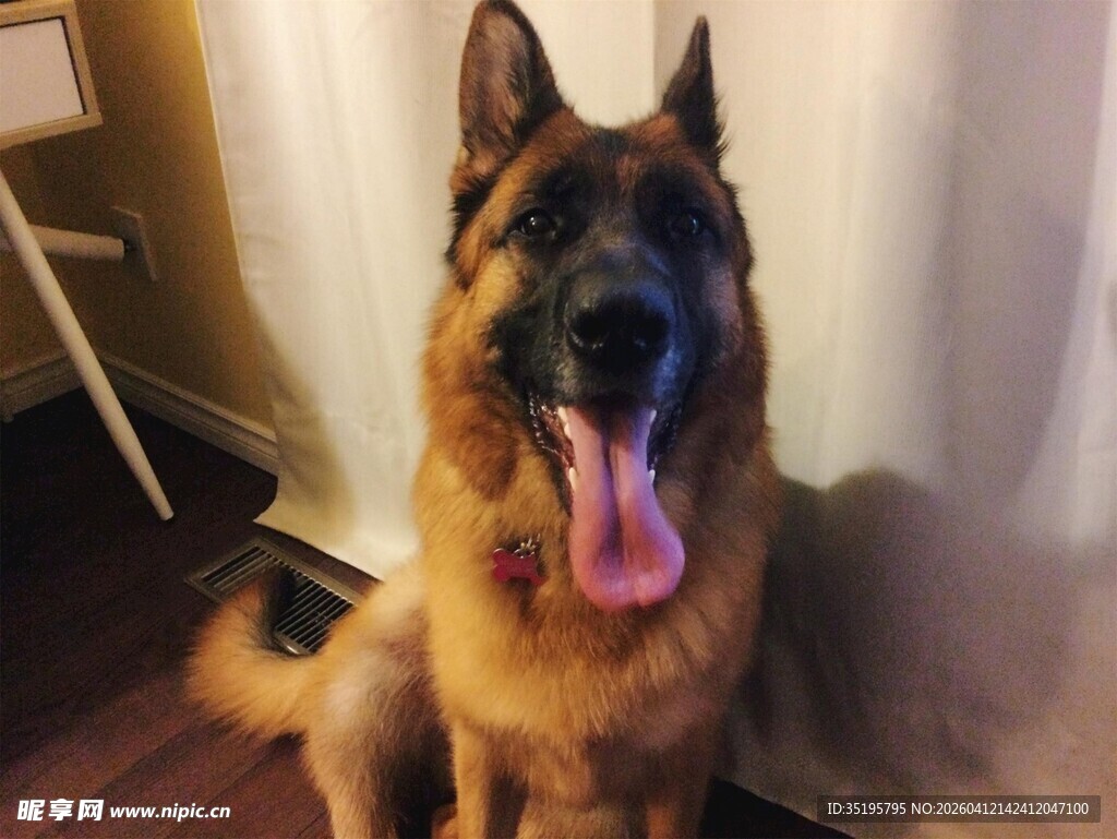 可爱德国牧羊犬吐舌卖萌