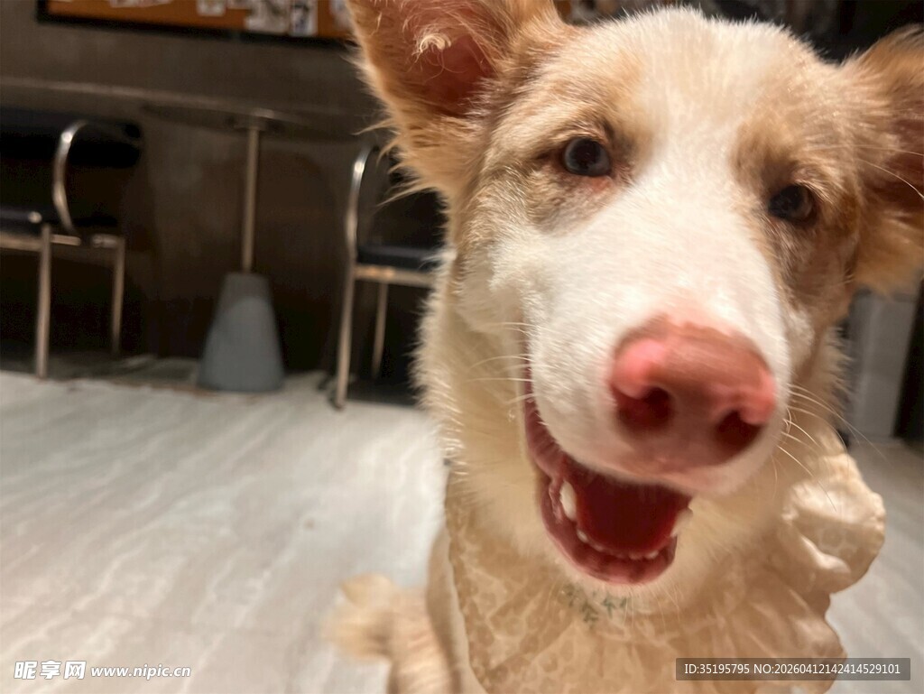 可爱狗狗咧嘴开心笑