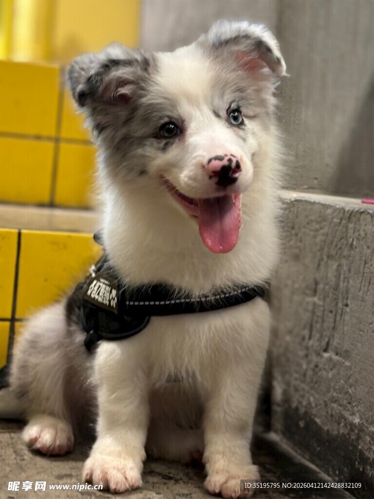 可爱边牧小狗吐舌卖萌