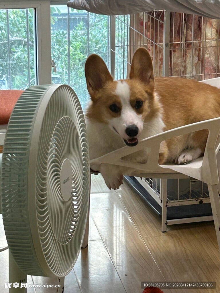 可爱柯基趴在风扇旁