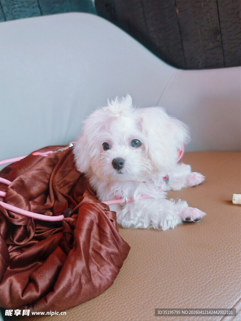 小白狗依偎在棕色袋子旁