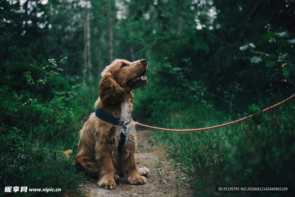 林间拴绳的可爱棕色小狗