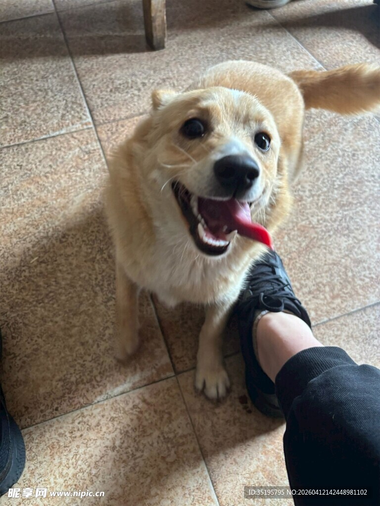 可爱狗狗亲昵蹭人脚边