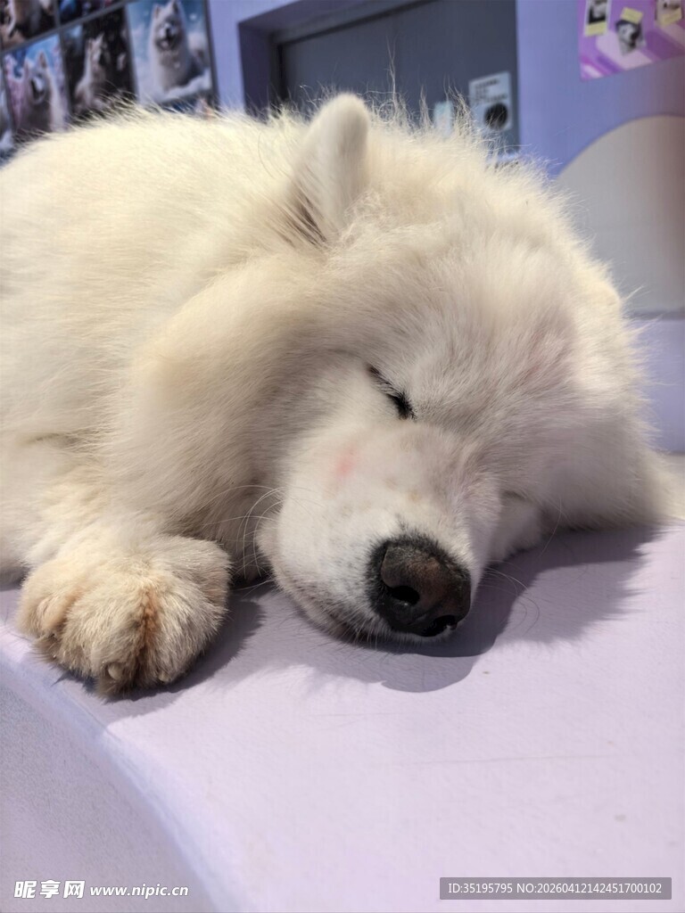 熟睡的萨摩耶犬