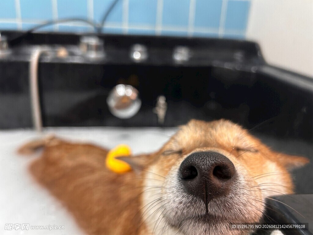 柯基惬意躺浴缸