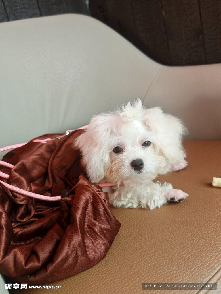 小狗钻在棕色包包里