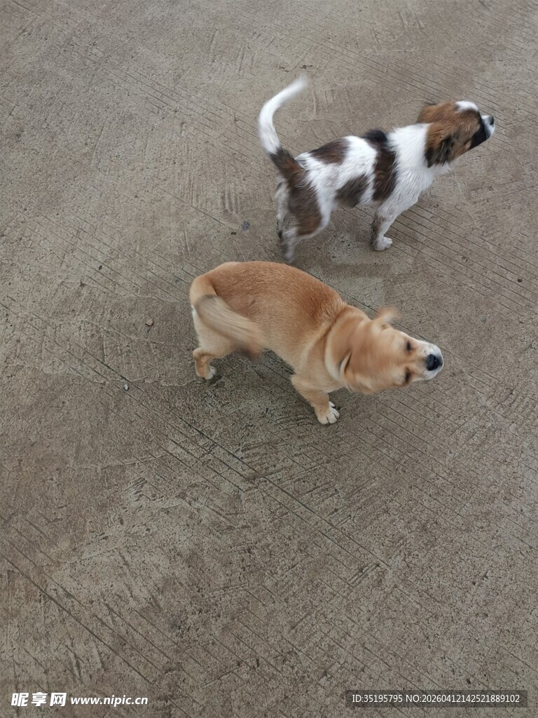 两只小狗在路上漫步