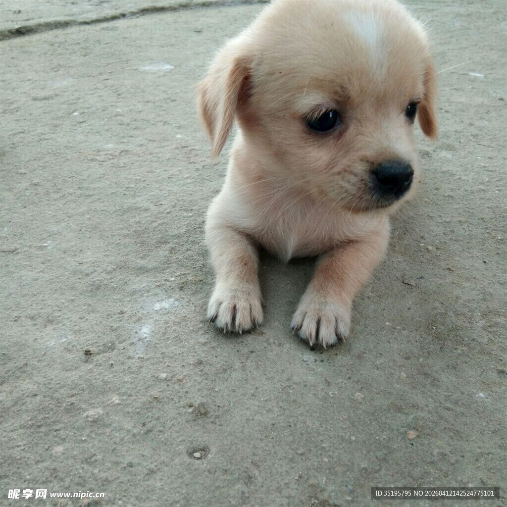 可爱小奶狗趴地