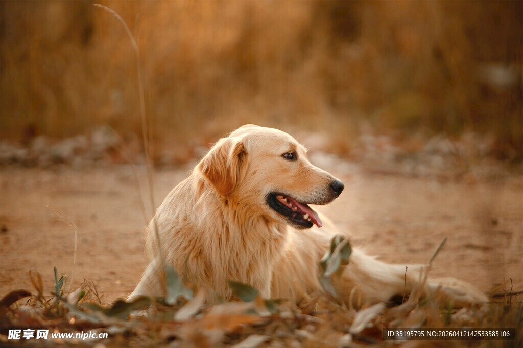 阳光下的金毛犬