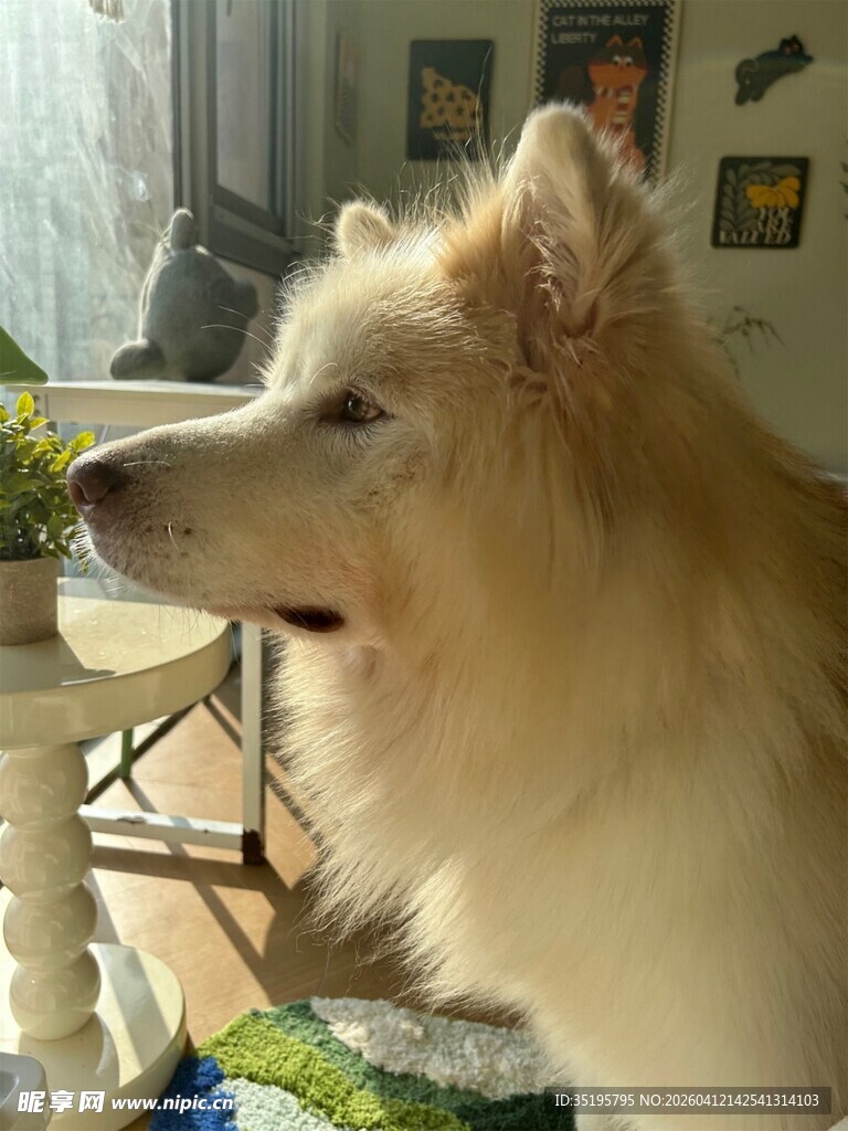 窗边长毛犬望向远方