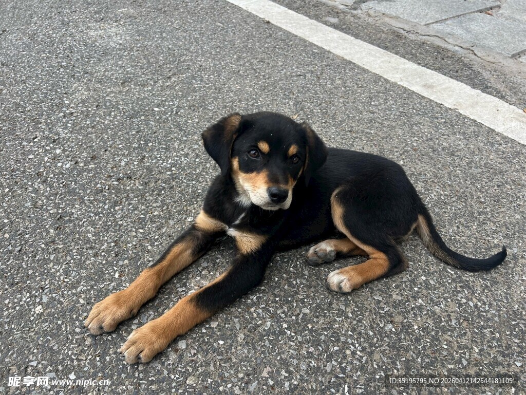 路边趴卧的可爱小狗