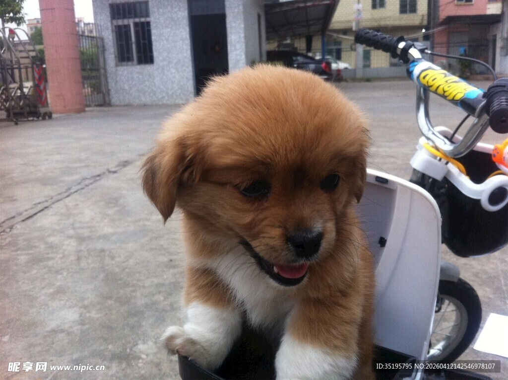 可爱小狗坐于车辆上