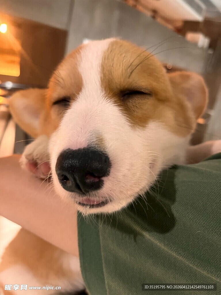酣睡的可爱狗狗