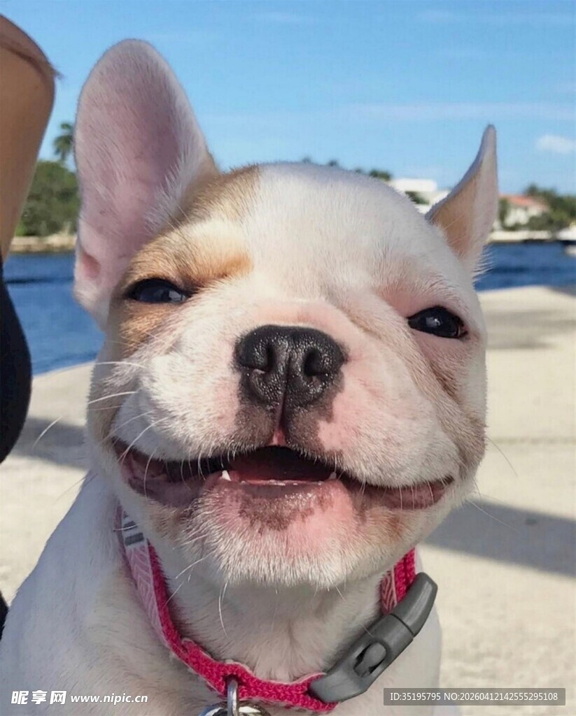 微笑的法斗犬