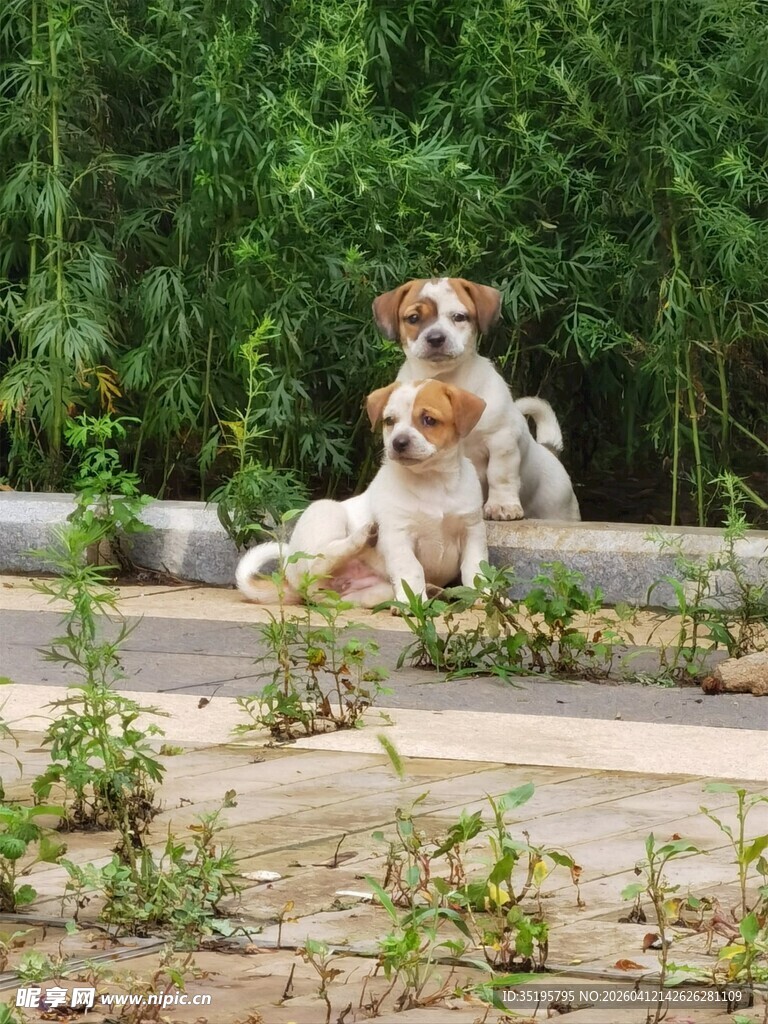 两只小狗在户外休憩