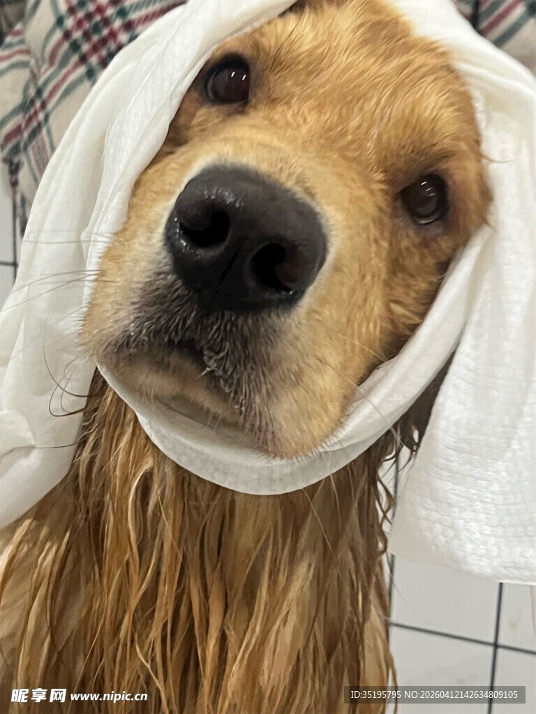 狗狗裹毛巾一脸呆萌