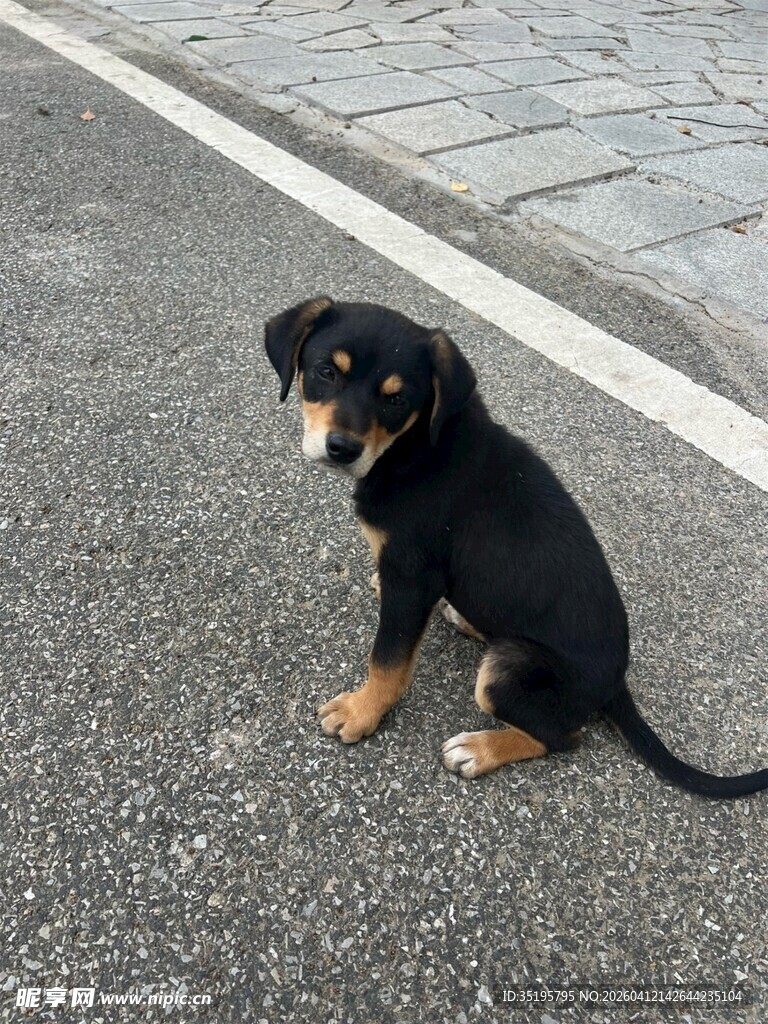 路边独坐的可爱小狗