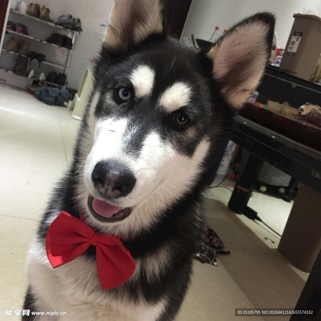 戴领结的可爱哈士奇