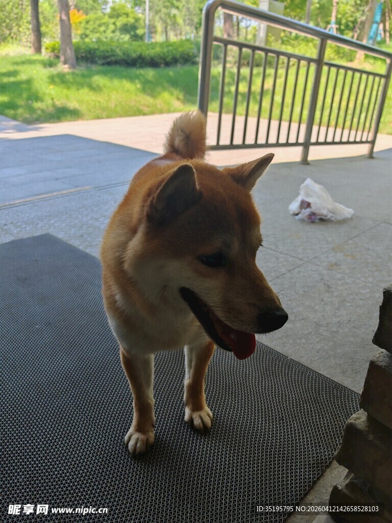 户外站立的欢快棕色小狗