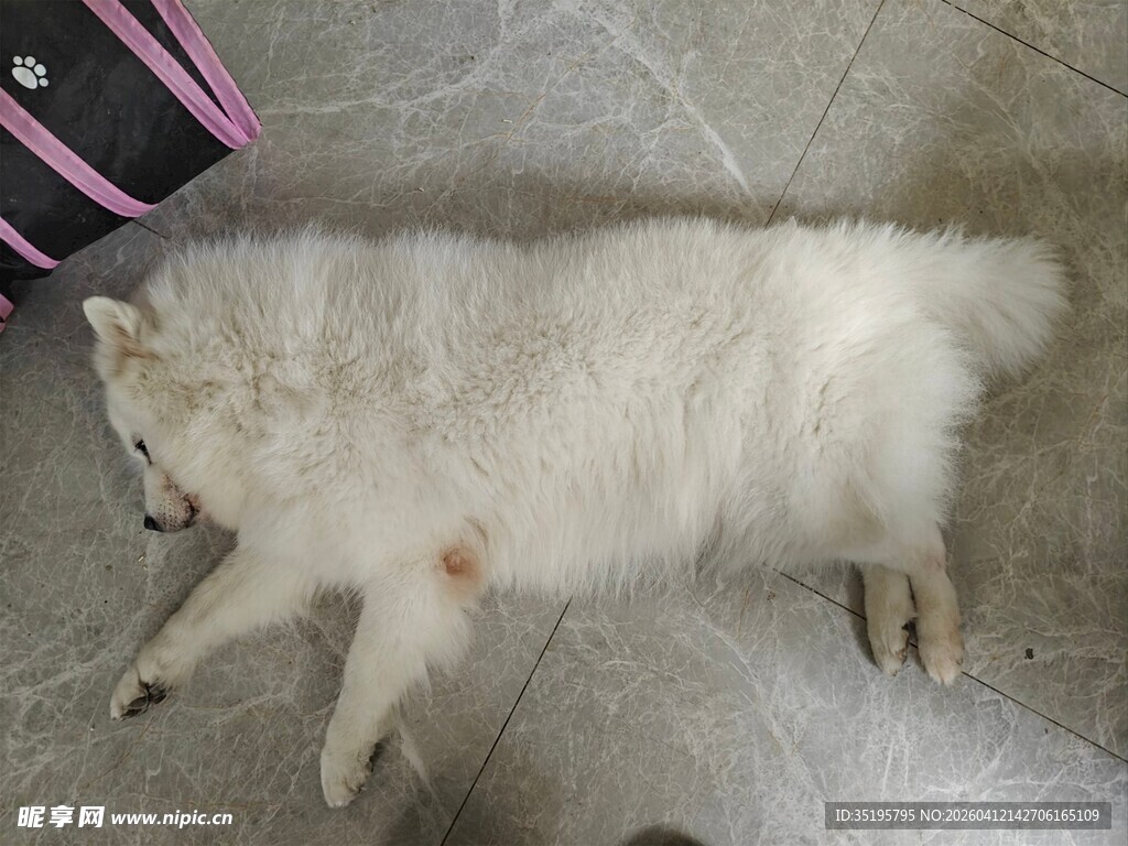 趴着的白色蓬松宠物犬