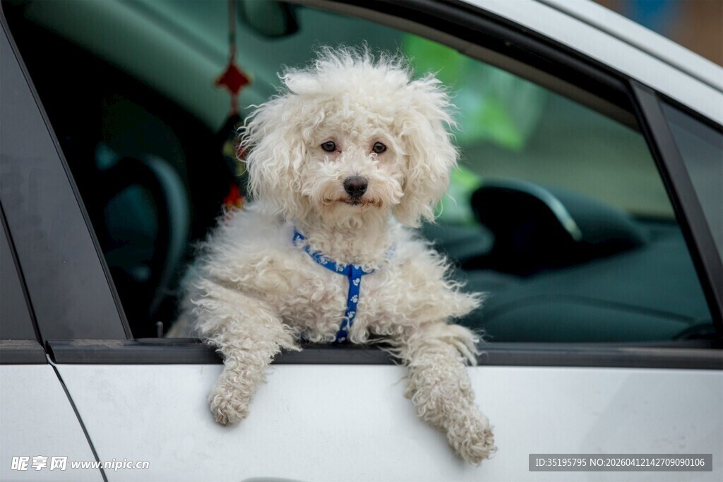 小狗趴在车窗好奇张望