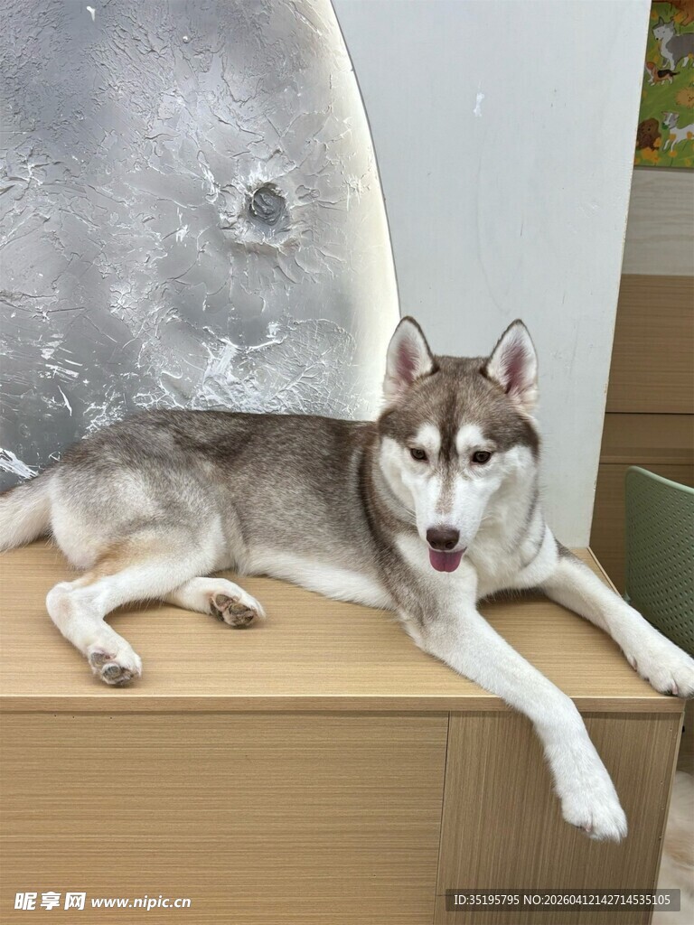 哈士奇惬意躺卧在大月亮旁