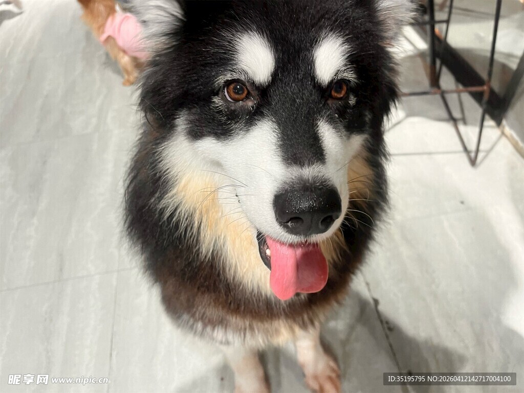 可爱黑白犬吐舌卖萌