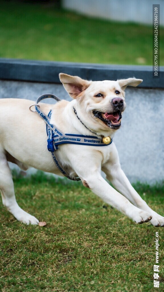 快乐奔跑的宠物狗