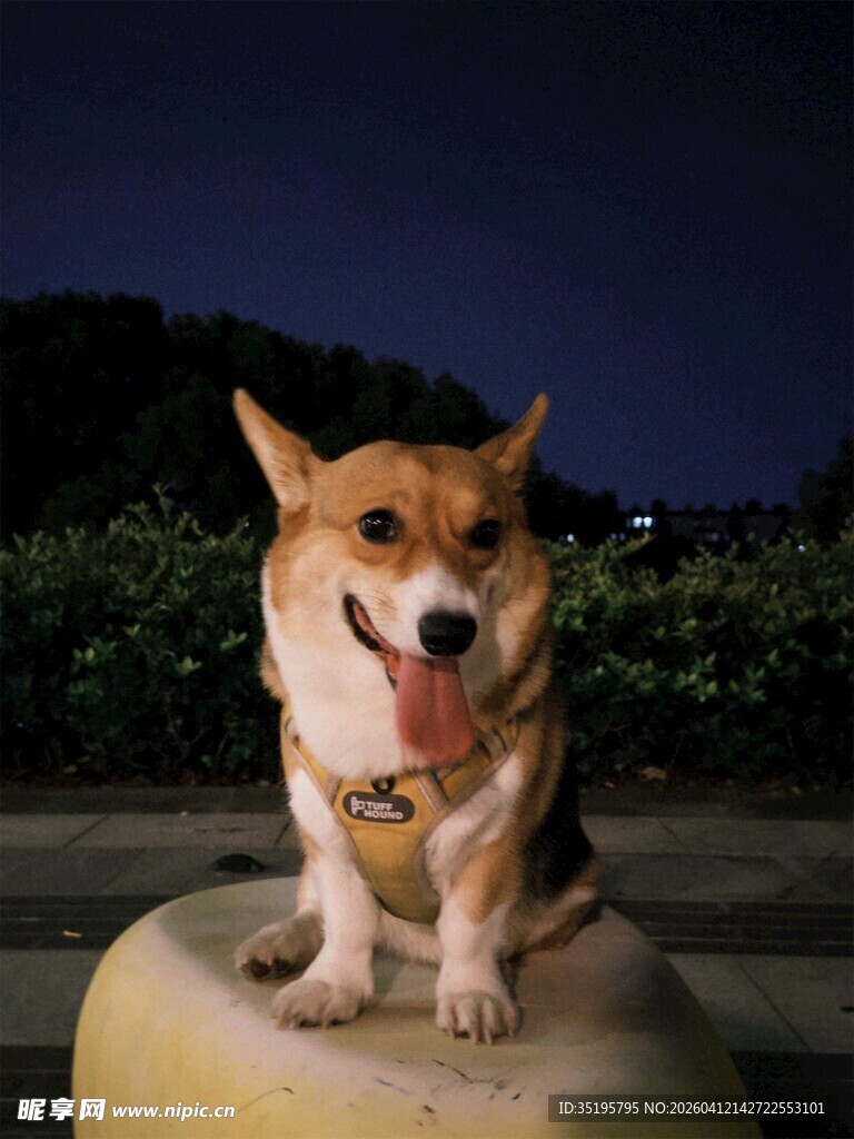 夜晚可爱柯基吐舌卖萌