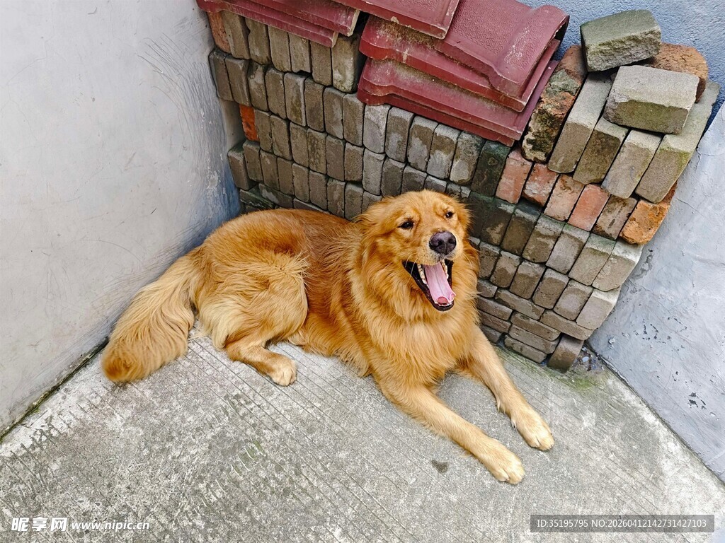 金毛犬惬意躺墙角