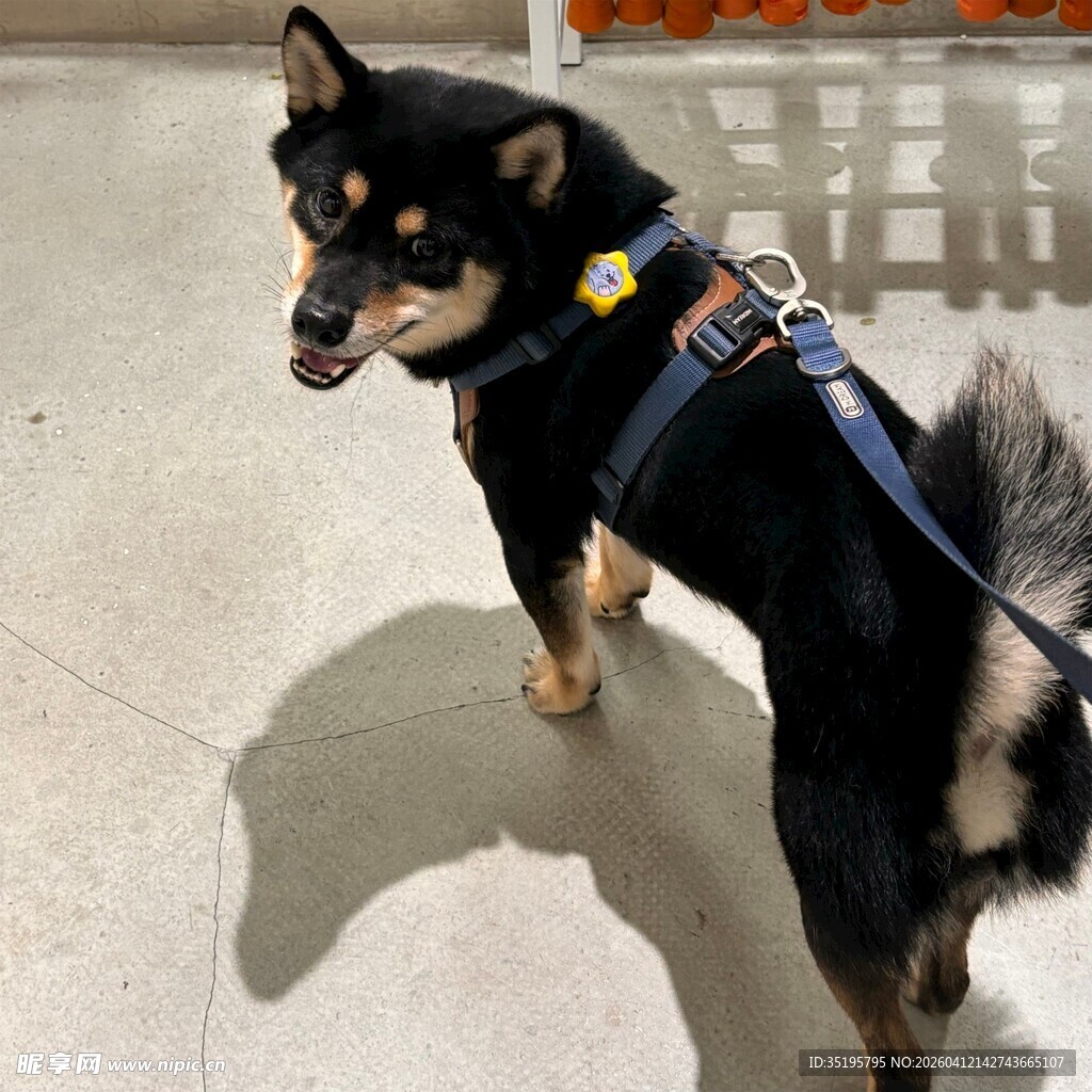 帅气黑柴犬系牵引绳站立