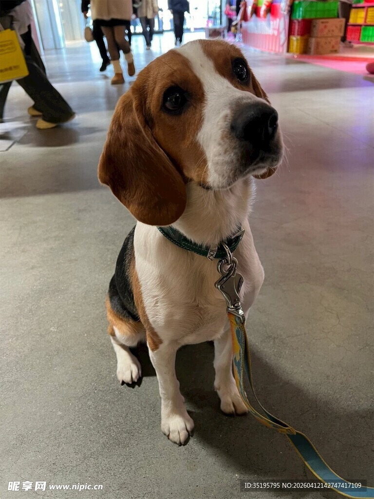 可爱小猎犬室内乖巧模样