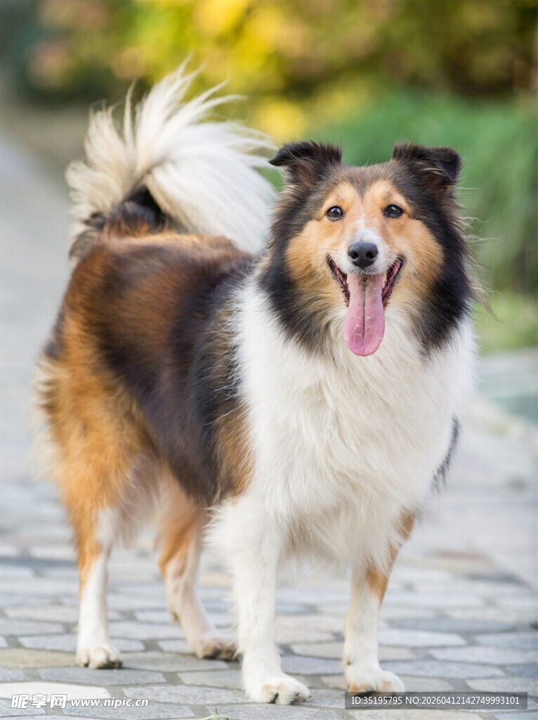 可爱三色牧羊犬户外站立