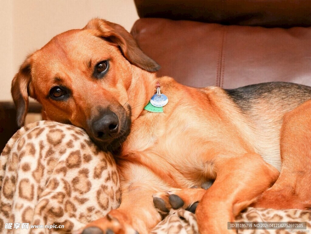 趴卧在豹纹垫上的可爱狗狗