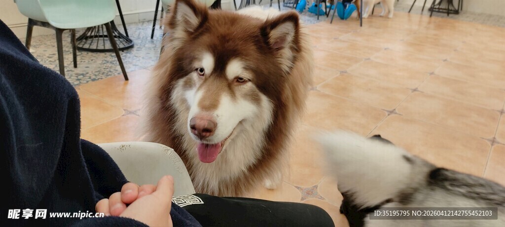 开心的哈士奇与人互动