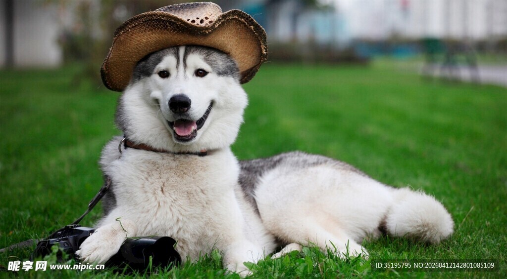 戴帽哈士奇惬意躺草坪