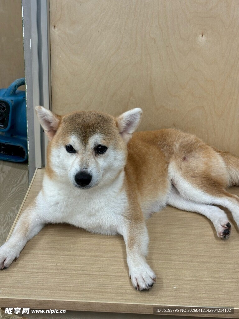 趴着的可爱柴犬