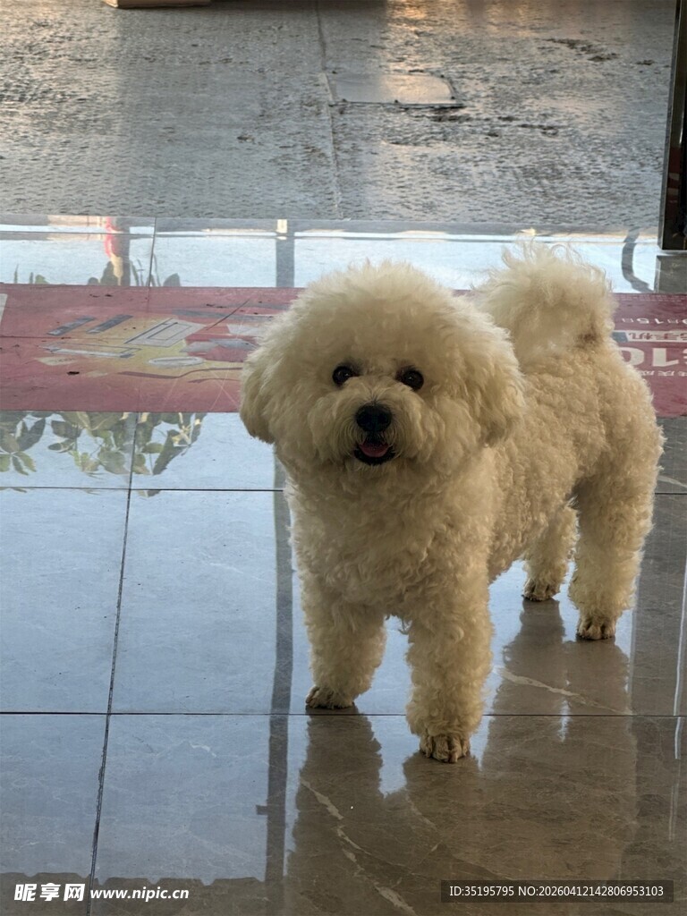 可爱比熊犬站立在地面