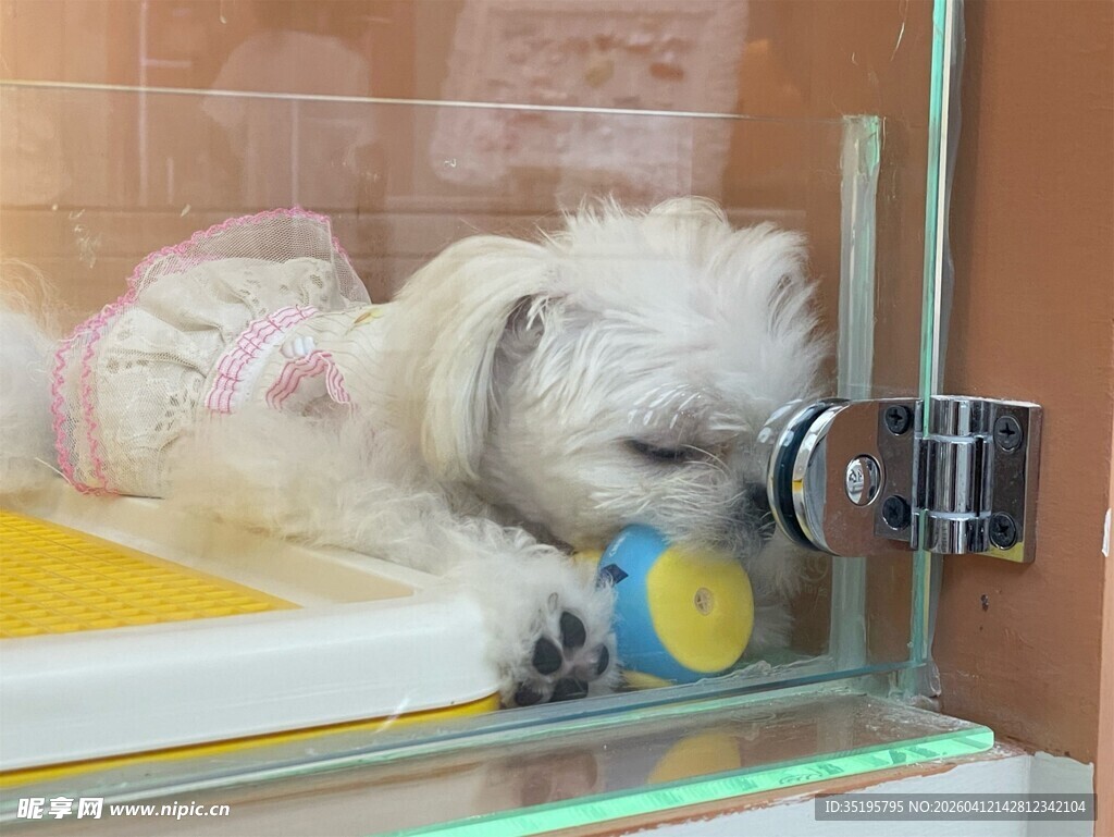 可爱白小狗抱着玩具休息