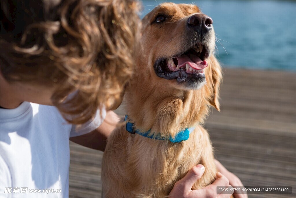 人与宠物狗温馨相伴时刻