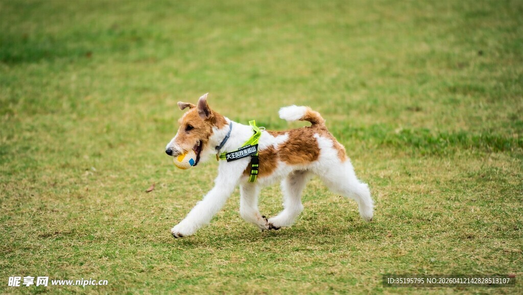 草地奔跑的可爱小猎犬