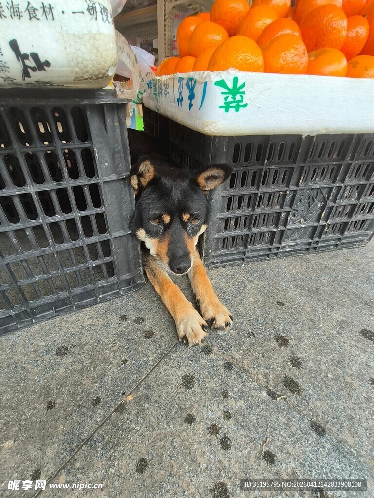 小狗躲在摊位下