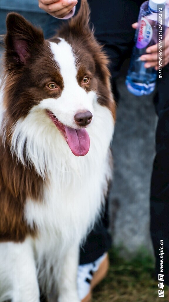 可爱边牧吐舌模样超萌