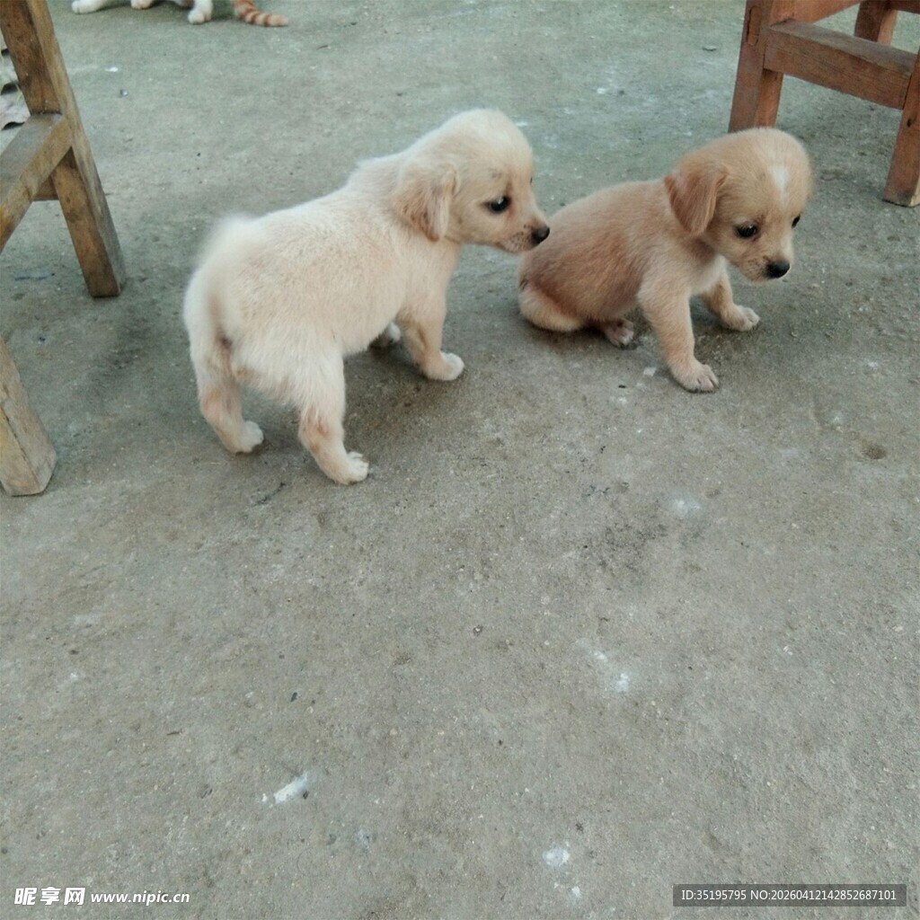 两只可爱小奶狗