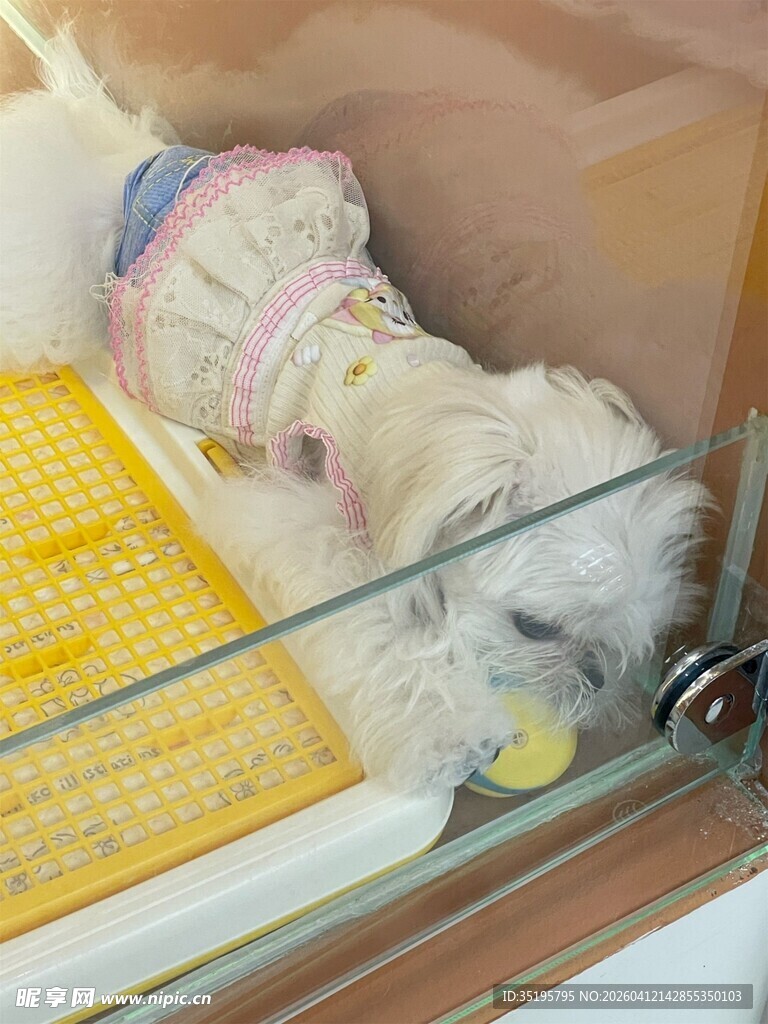 可爱穿粉衣小狗躺箱内