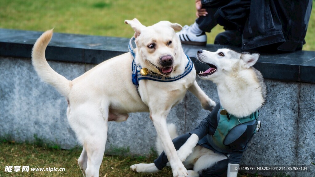 两只萌犬互动玩耍瞬间