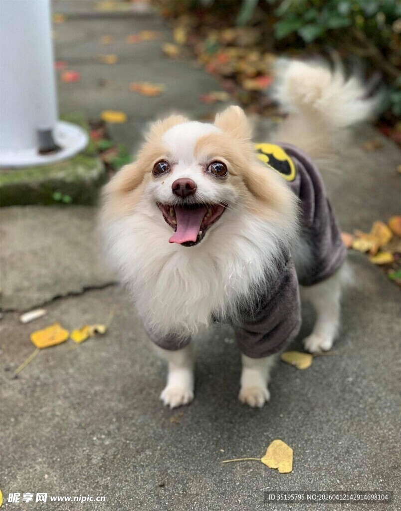 可爱博美犬秋日街头漫步